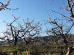 Floració del cirer a la Vall de Gallinera. Foto: Anaïs Ferrer